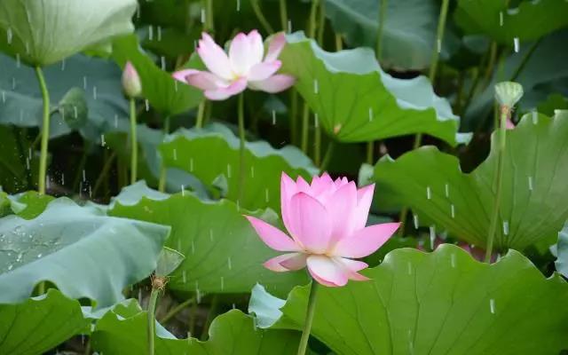 夏至 冬病夏治用大明,穴位贴敷正当时!